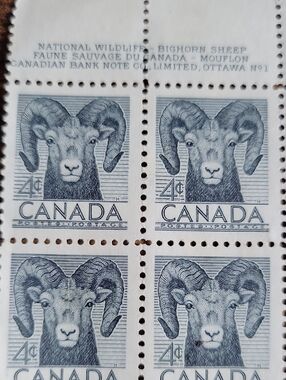 1953 Canadian 4 Cent Bighorn Sheep Stamp Art Prints - Blue
